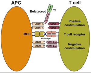 Belatacept in Renal Transplantation – Landmark Nephrology